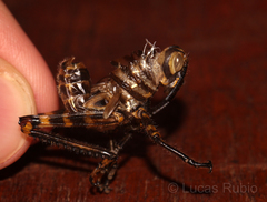 Tropidacris cristata grandis