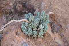 Teucrium cuneifolium