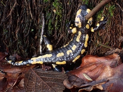 Salamandra salamandra