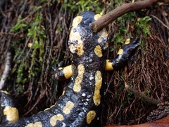 Salamandra salamandra