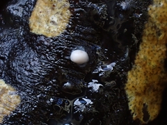 Salamandra salamandra