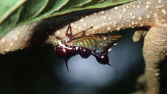 Heteronotus horridus