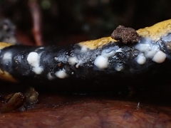 Salamandra salamandra