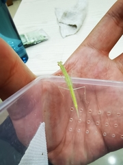 Sinomantis denticulata