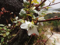 Rubus crataegifolius