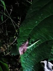 Sinomantis denticulata