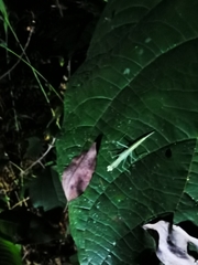 Sinomantis denticulata