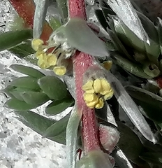 Chenolea diffusa