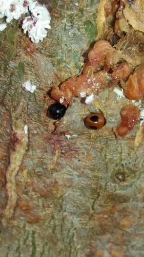 Zagreus bimaculosus
