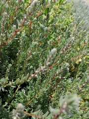 Chenolea diffusa