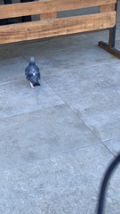 Columba livia domestica