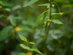 Leptopus cordifolius