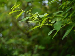 Leptopus cordifolius