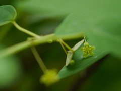 Leptopus cordifolius