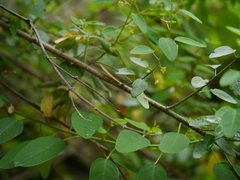 Leptopus cordifolius
