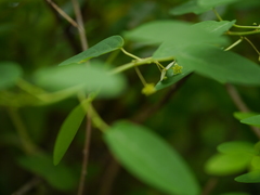 Leptopus cordifolius