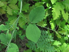 Lathyrus rotundifolius miniatus