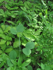 Lathyrus rotundifolius miniatus