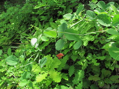 Lathyrus rotundifolius miniatus