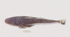 Platycephalus caeruleopunctatus