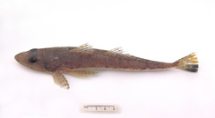 Platycephalus grandispinis