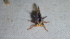 Heteronotus modestus