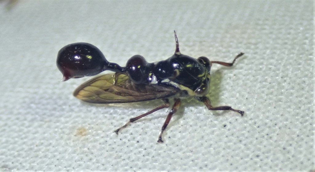 Heteronotus horridus