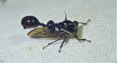 Heteronotus horridus