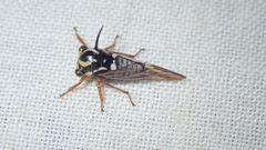 Heteronotus modestus