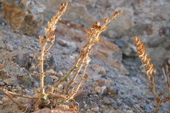 Hyoscyamus