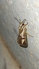 Aegocera venulia