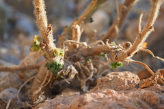 Hyoscyamus