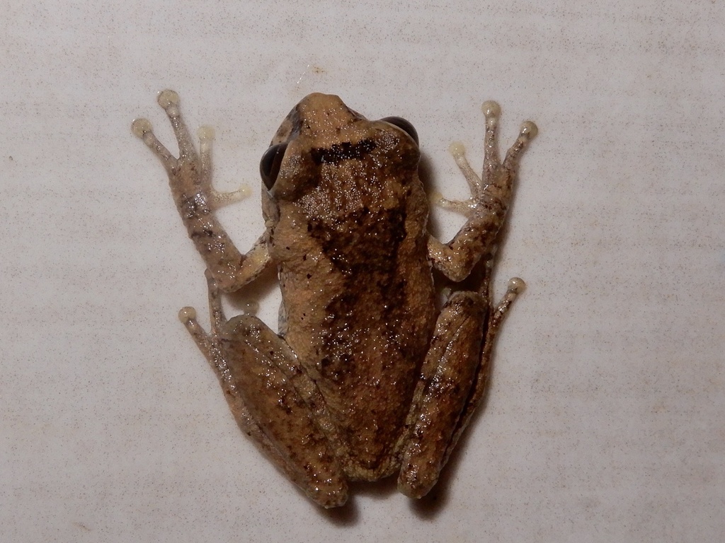 Kani Bushfrog from Udumbanchola, Idukki, KL, IN on January 01, 2022 at ...