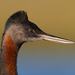 Podiceps major - Photo (c) Mariano Fernández Kloster,  זכויות יוצרים חלקיות (CC BY-NC), הועלה על ידי Mariano Fernández Kloster