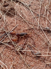 Opistophthalmus