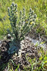 Verbascum mucronatum