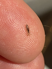Pediculus humanus capitis