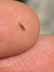 Pediculus humanus capitis