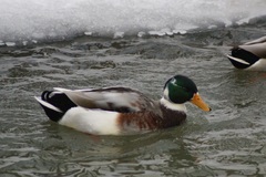 Anas platyrhynchos domesticus