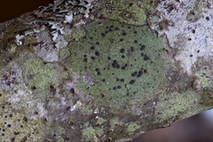 Scoliciosporum chlorococcum