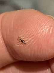 Pediculus humanus capitis