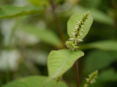 Achyranthes bidentata