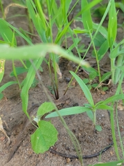 Rieppeleon kerstenii