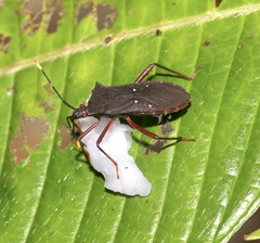 Leptoscelis quadrisignatus