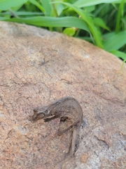 Rieppeleon kerstenii