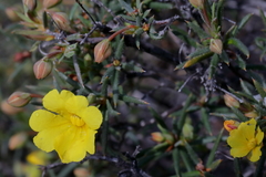 Hibbertia acerosa