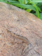 Rieppeleon kerstenii