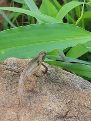 Rieppeleon kerstenii