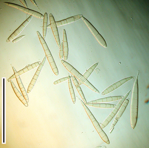 Bactridium clavatum image