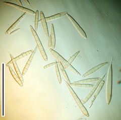 Bactridium clavatum image
